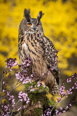 Obraz premium eagle owl