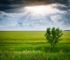 tree in a wheat field, the composition of nature