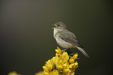 Willow warbler, Phylloscopus trochilus