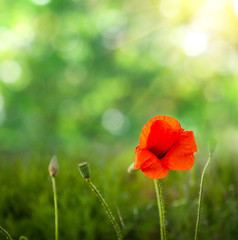 Poppies on defocused light green background