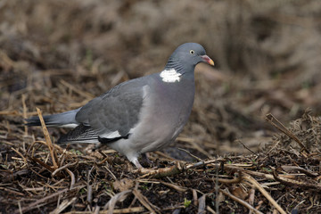 Wood pigeon, Columba palumbus