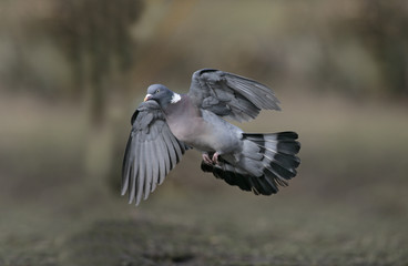 Fototapeta premium Wood pigeon, Columba palumbus