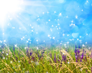 Fototapeta na wymiar meadow grass on defocused light blue background