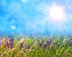 Obraz premium meadow grass on defocused light blue background