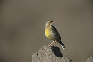 Yellow-throated longclaw, Macronyx croceus