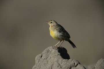 Yellow-throated longclaw, Macronyx croceus
