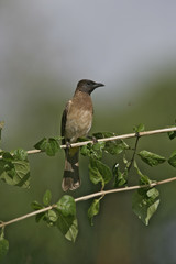 Yellow-vented bulbul, Pycnonotus goiavier