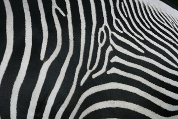 Naklejka na ściany i meble Zebra