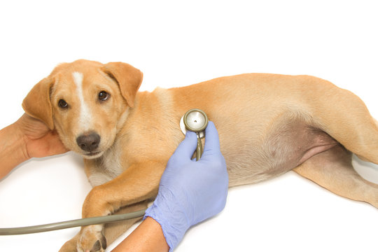 Veterinarian hand examining a puppy