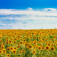 Obraz premium Sun flowers Field Against A Blue Sky