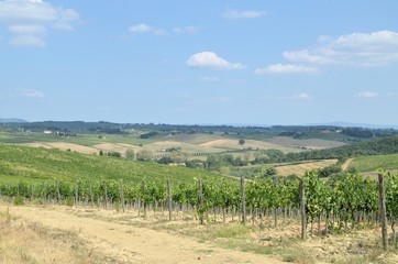 Fototapeta na wymiar Vineyeard in Chianti, Tuscany, Italy