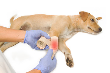 veterinarian's hands wrapping a bandage on the  puppy's leg