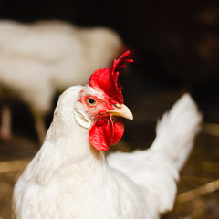 White chicken looking out of the barn