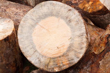 Firewood store in pine forest