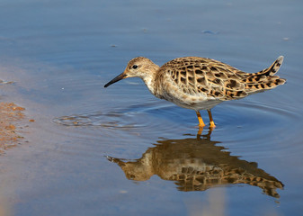 Obraz premium sandpiper in marsh