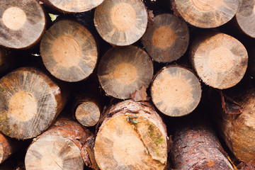 Firewood store in pine forest