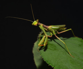 portrait of praying mantis on the leaf