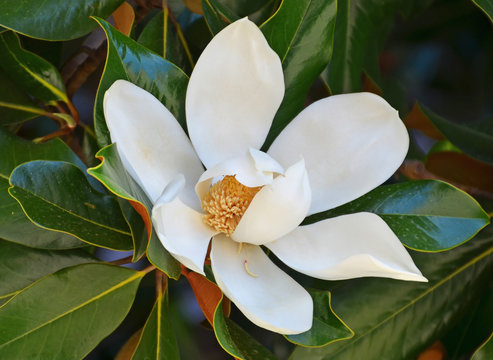 Fototapeta fiore di magnolia