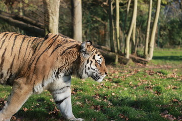 Tigre de Sibérie ou Siberian tiger