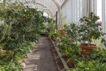 Tropical greenhouse with plants and cactuses