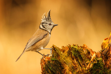 Crested tit