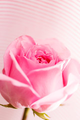 beautiful rose