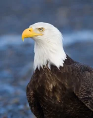 Foto op Plexiglas Bald Eagle Portrait - Alaska © birdiegal