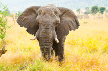 Naklejka na ściany i meble African Elephant Bull. Kruger National Park, South Africa