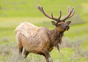 Naklejka na ściany i meble Roosevelt Elk, Yellowstone National Park, USA