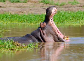 Hippopotamus, Kruger National Park, South Africa