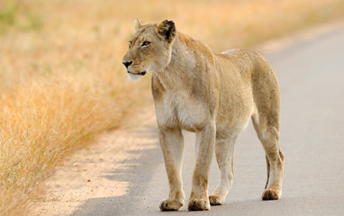 Lion on the Road, Kruger National Park, South Africa