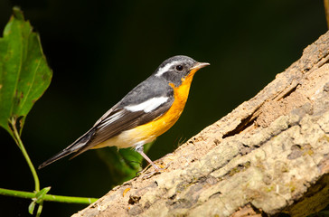 Mugamaki Flycatcher, Thailand