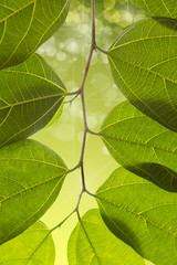 a little branche with leafs an green background