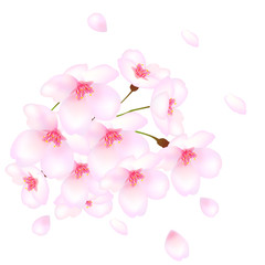 桜　さくら　春