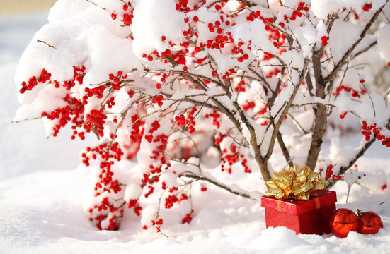 Gift Box And Christmas Balls Under Holly Berries Bush With Snow