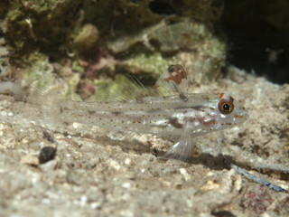 Signalfin goby