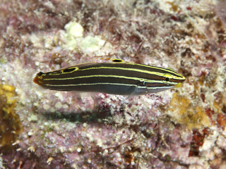 Hector's goby