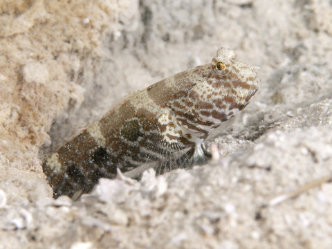 Target Shrimp Goby