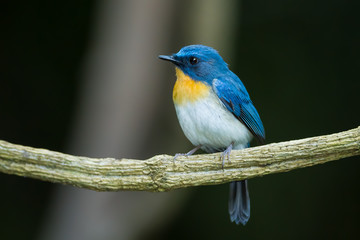 The portrait of Tickell's Blue Flycatcher (Cyornis tickelliae)