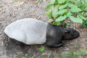 Malayan Tapir sleep