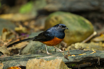 Male White-Rumped Shama(Copsychus malabaricus)