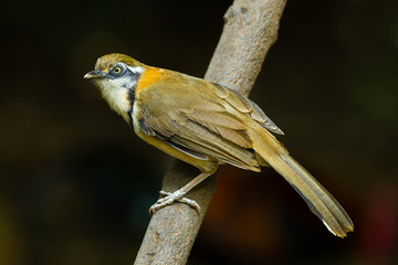 Lesser Necklaced Laughingthrush (Garrulax monileger)
