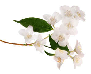 Obraz premium large isolated jasmine branch with flowers