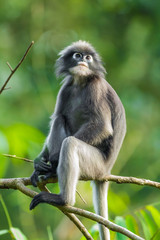 Dusky leaf monkey(Trachypithecus obscurus) in  of Thailand