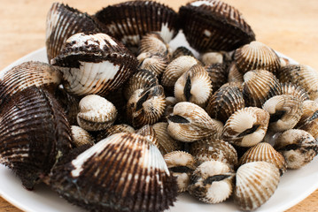 Blood Cockle or scallop