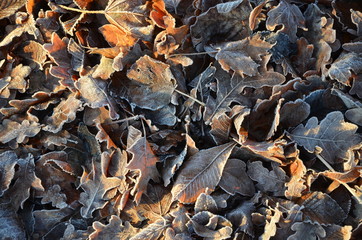 vereistes Laub im Herbst