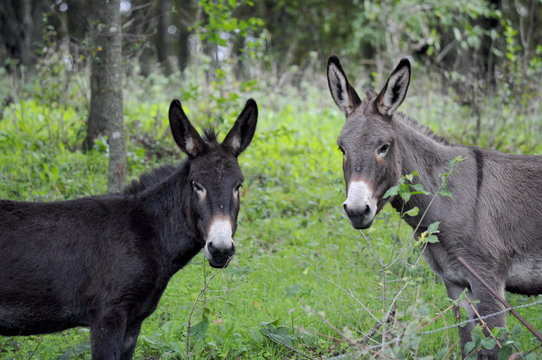 Couple of donkeys posing
