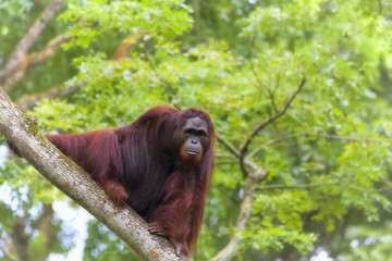 Borneo Orangutan © Kjersti