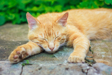 Fototapeta na wymiar Young Red Kitten Sleeping