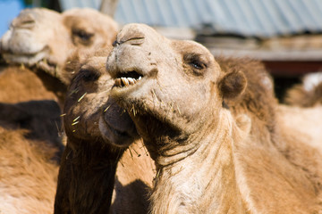 Riding camels in Maralal, Kenya